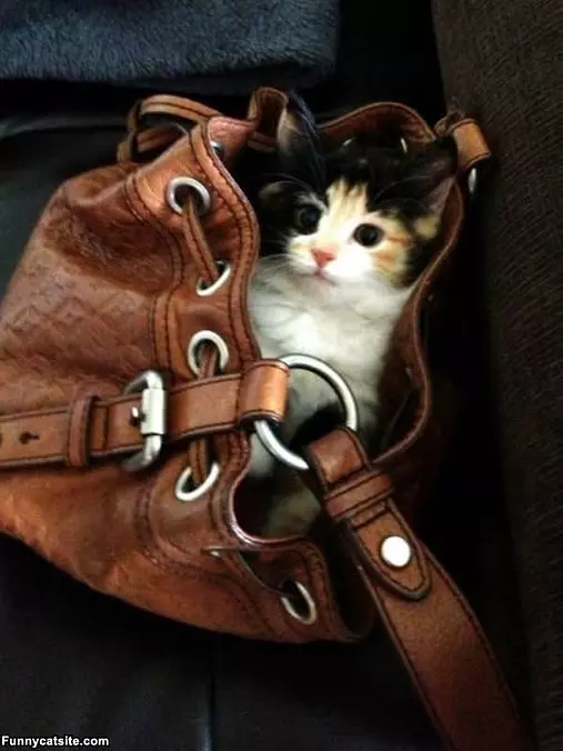 My Purse Cat