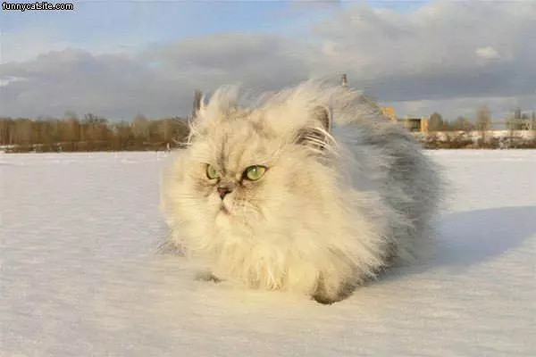 Fluffy