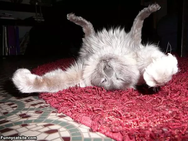 Yoga Cat
