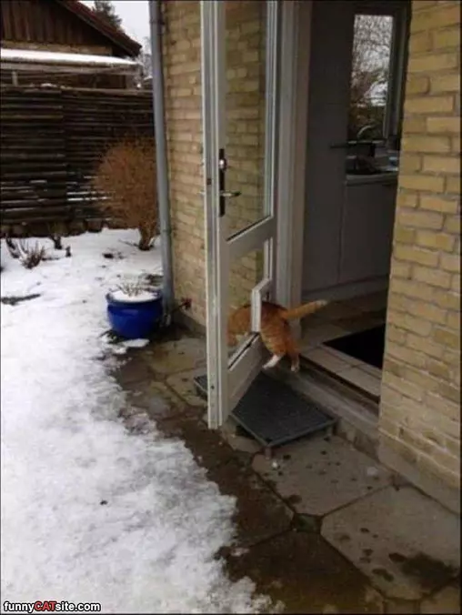 The Cat Door