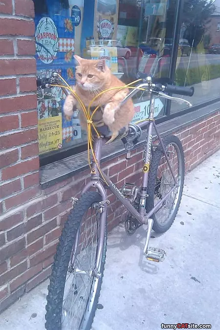 Go For A Ride