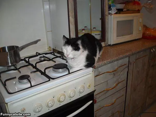 Feel Asleep Waiting For Food