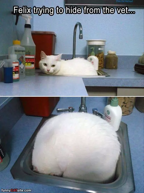 Hiding From The Vet