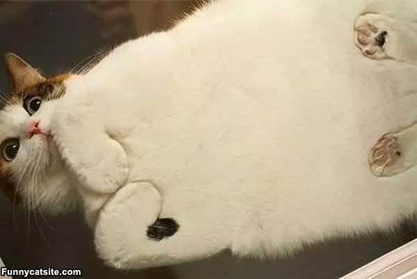 Flat Cat