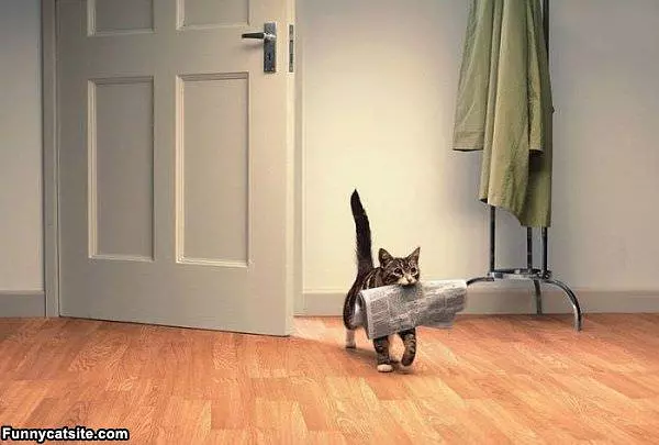 Fetching It