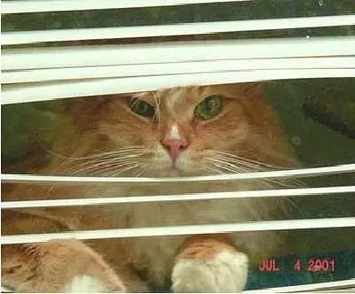 Peeper