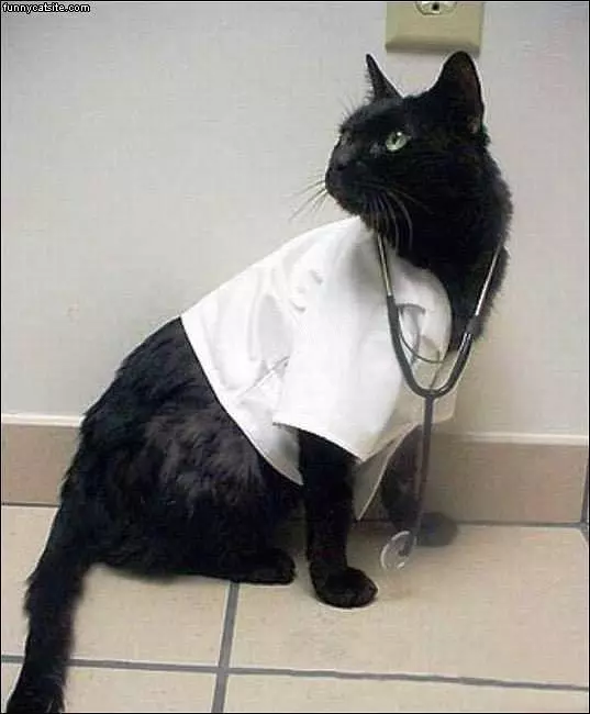 Black Cat Md