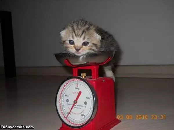 This How Much I Weigh