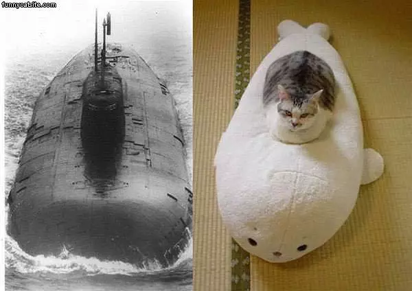 Sub Cat
