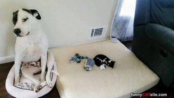 We Traded Beds