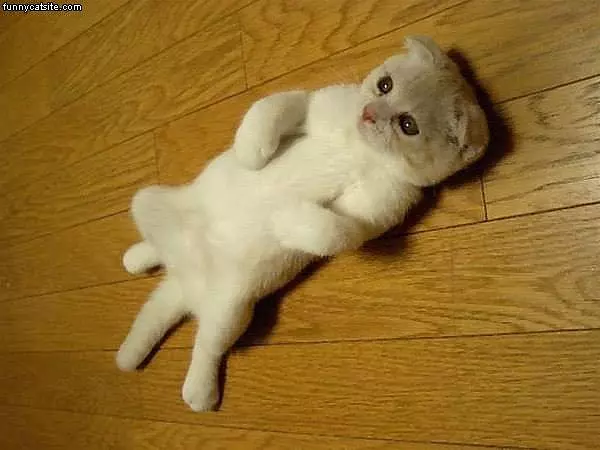 Strecthed Out Kitten1