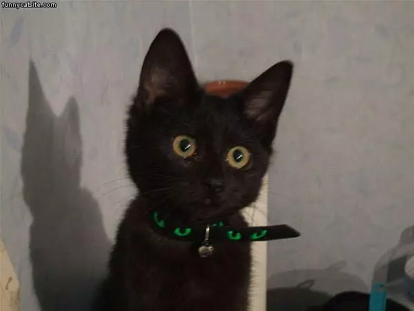 Big Eyes Cat