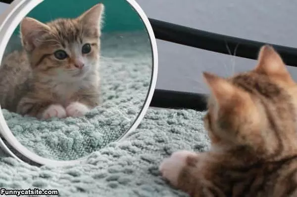 Who Is That Good Looking Cat