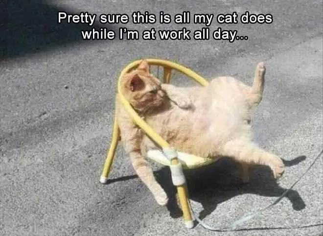 Pretty Sure This Is All My Cat Does While Im At Work All Day