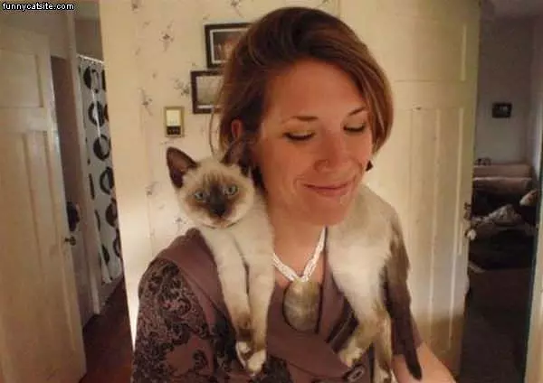 Cat Scarf