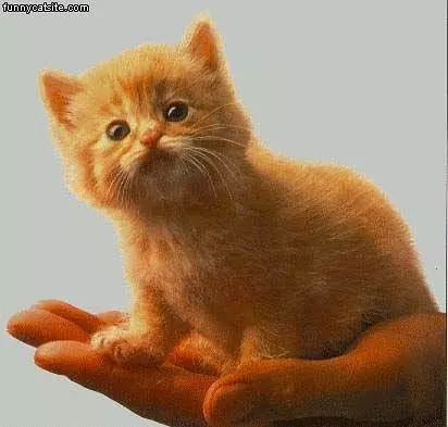 Handful Of Kitten