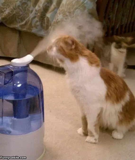 I Loves The Humidifyer