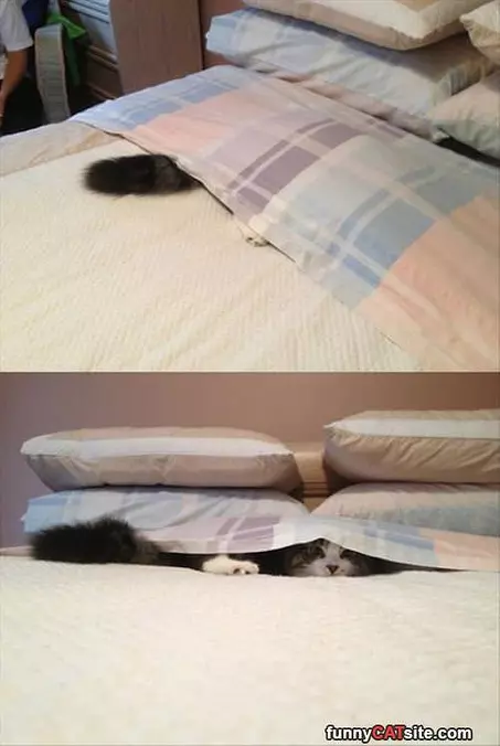 I Has A Fort