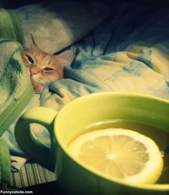 I Feels Sick
