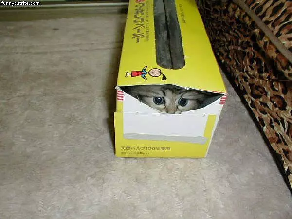 Box Kitten