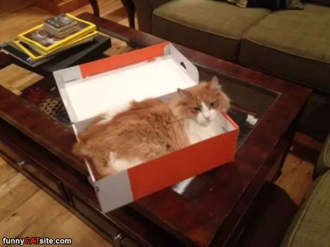 I Am In This Box