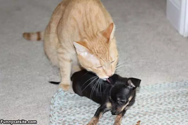 Cat Cleaning Puppy