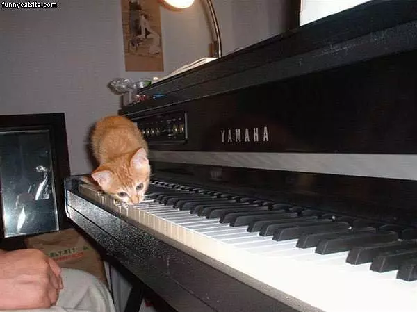 Piano Cat