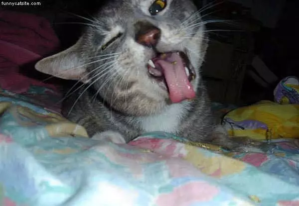 Funny Face Making Cat