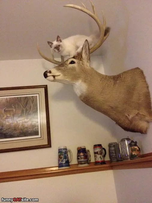 Hunting Deer