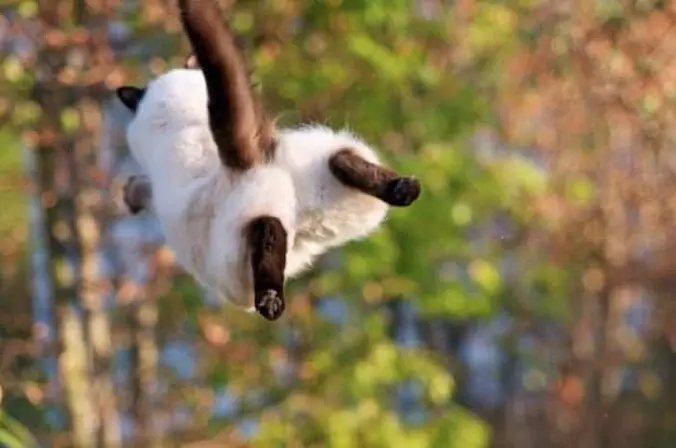 I Believe I Can Fly