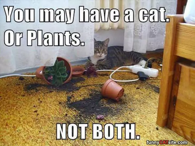 Not Both