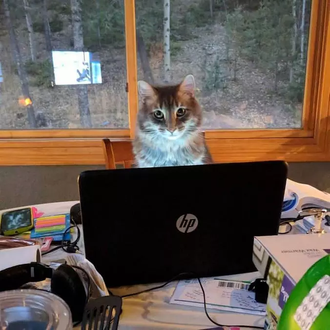 Watching Cat Videos