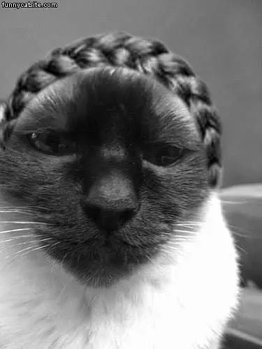 Braided Cat