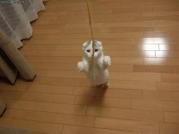 He Wants That String