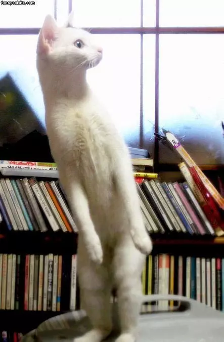 Standing Up
