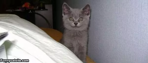 Cool Cat