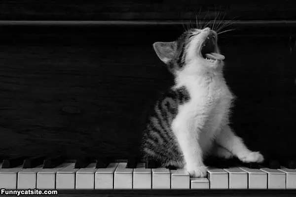 Piano Cat