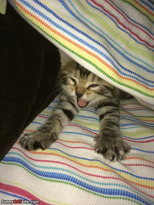 Rawrrrrrrrrrr