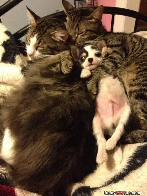 Cuddle Time