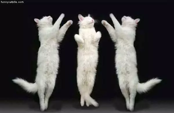 Cat Dance
