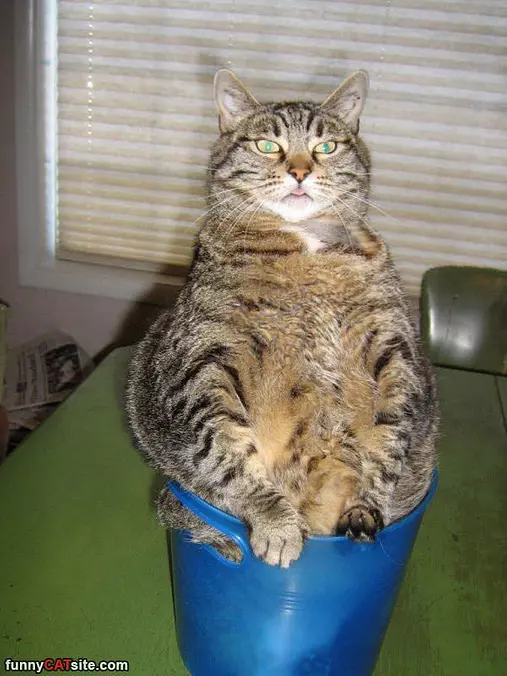 The Bucket Cat