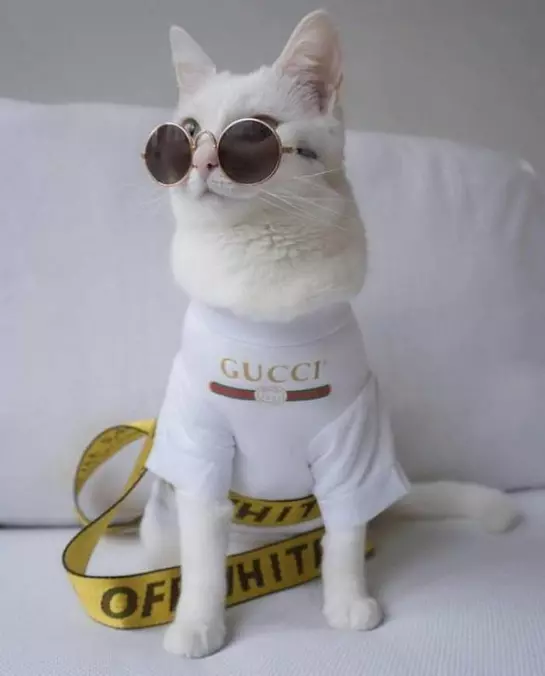 The Gucci Cat