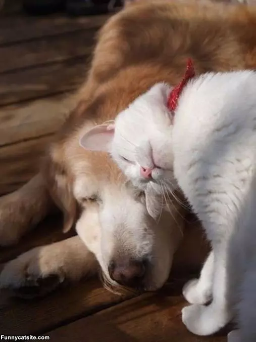 Lets Be Friends