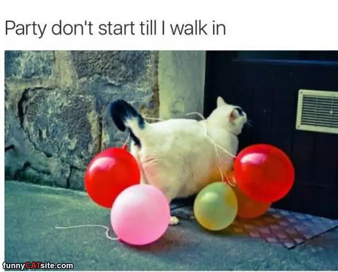 Party Dont Start