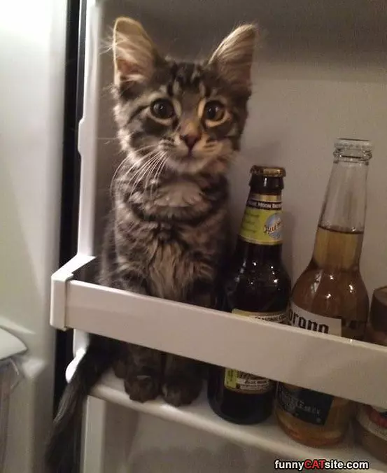Cat Beer