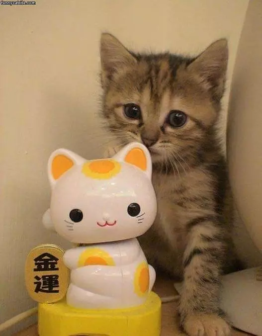 My Toy