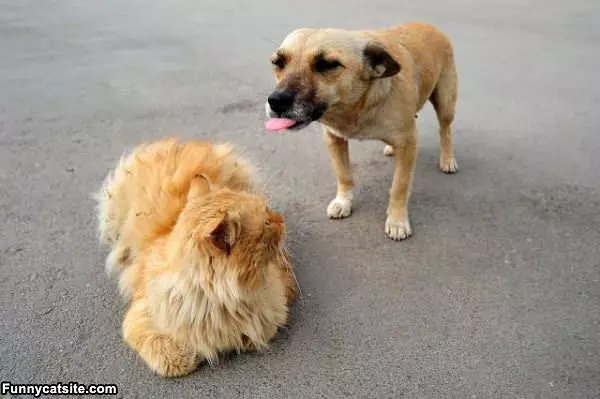 Back Off Dog