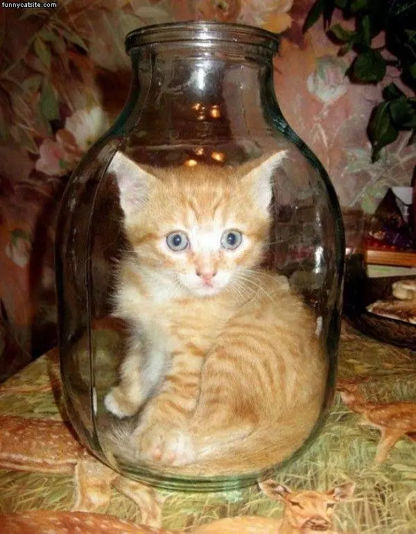 Jar Of Cat