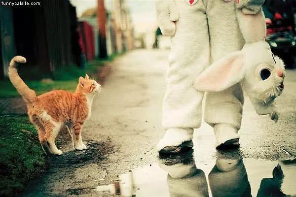 Cat Vs Bunny