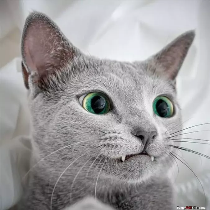Nice Fangs
